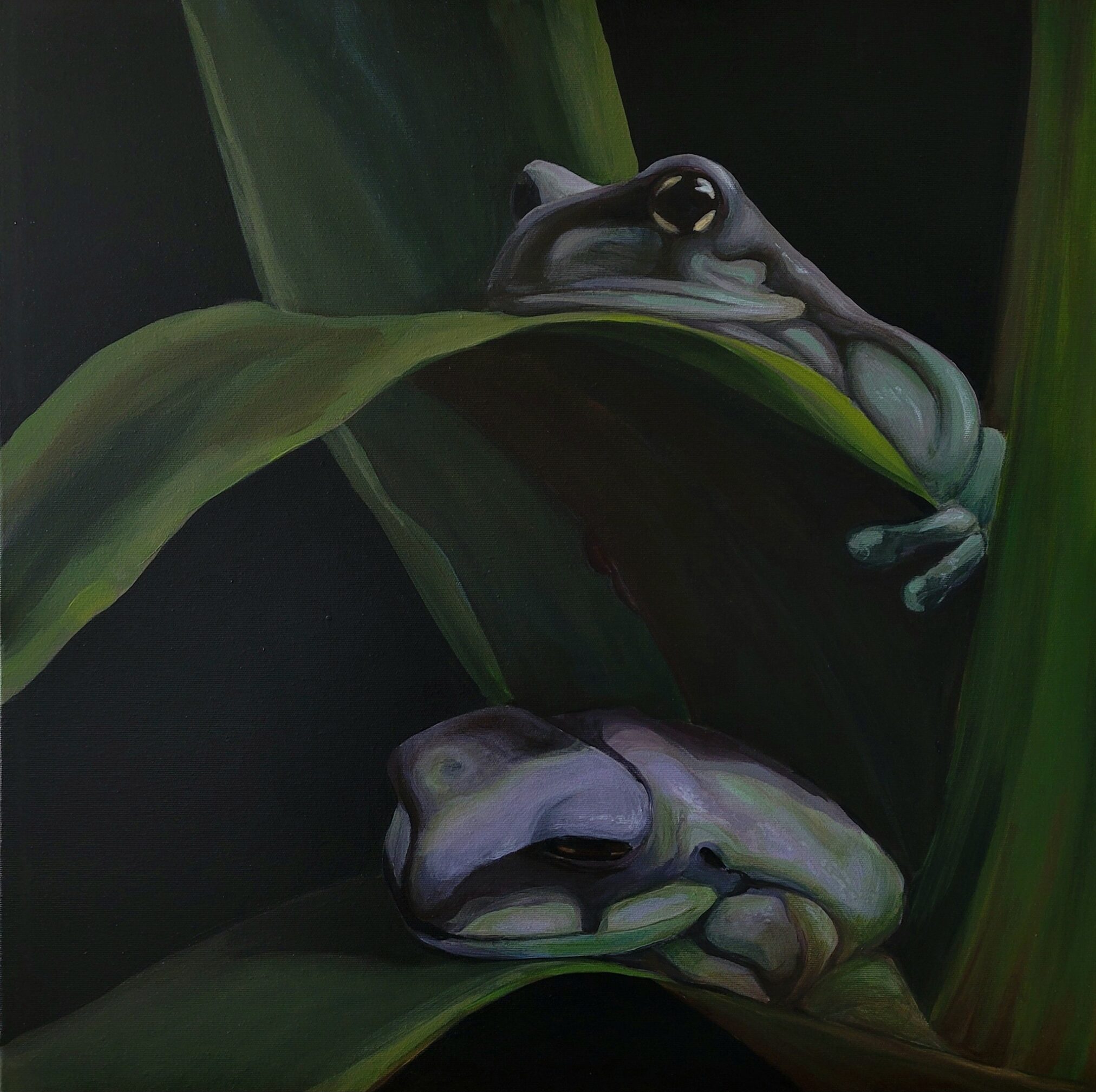 Dwie szaro-fioletowe żaby siedzą na zielonych liściach roślin w ciemnym otoczeniu. Górna żaba ma zamknięte oczy i wydaje się odpoczywać, podczas gdy dolna patrzy w kierunku widza.